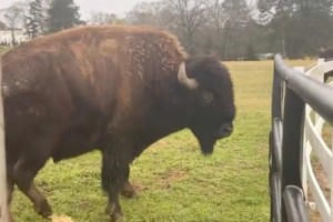 Rick Ross recibe búfalo 