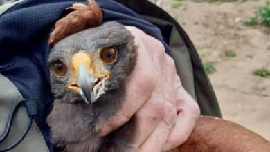 La policía atrapa a un águila que se lanza en picado atacando humanos y causando terror en una ciudad española