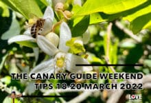 The Canary Guide #WeekendTips 18-20 March 2022