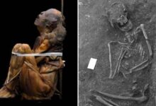 Momia encontrada en Portugal puede ser la momia mas antigua