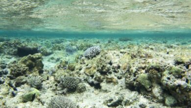 ‘Crisis’: Climate Panel Highlights Devastation of Great Barrier Reef