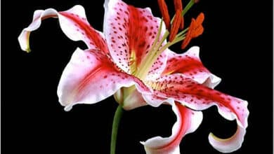 Cómo elegir las flores adecuadas para un velatorio 11 The Definitive Guide to Funeral Flowers Memorials of Distinction