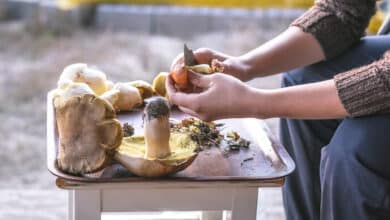 ¡Santos hongos shiitake! 3 ¡Santos hongos shiitake