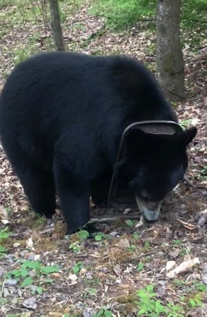 Se vio a una osa con una gorra de plástico alrededor del cuello en el este de Asheville en abril.  Help Asheville Bears, un grupo de defensa, ha estado usando drones para localizar al oso.