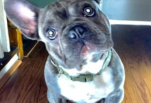 Bruno, un bulldog francés macho de 1 año, sigue desaparecido después de haber sido robado a punta de pistola en Washington, D.C.