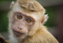 Detectan primer caso de viruela del simio en la Comunidad