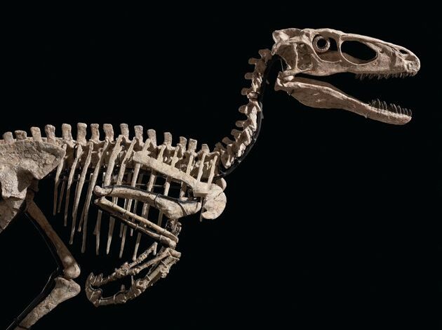 Este esqueleto de Deinonychus fue bautizado