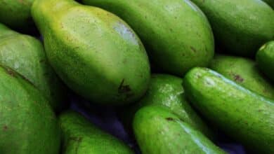Superalimento un estudio encuentra que la gran exportacion espanola de