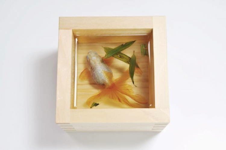Fukahori Goldfish Salvación