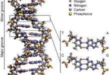 Drug Discoveries DNA