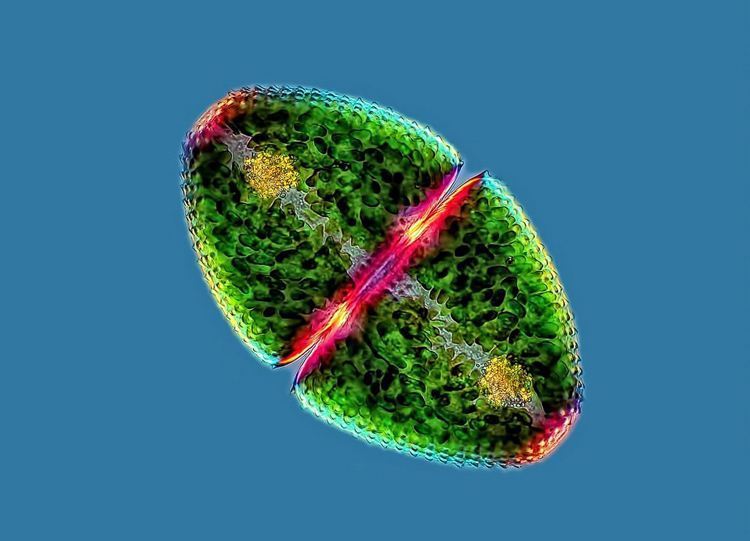 Fotografía Microscópica Micro Algas