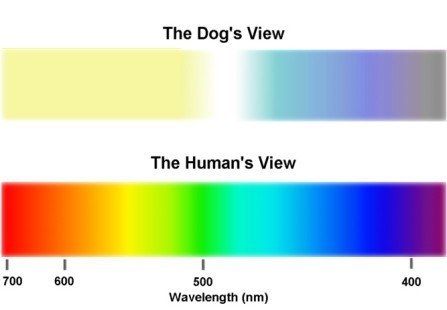 Percepción del perro daltónico