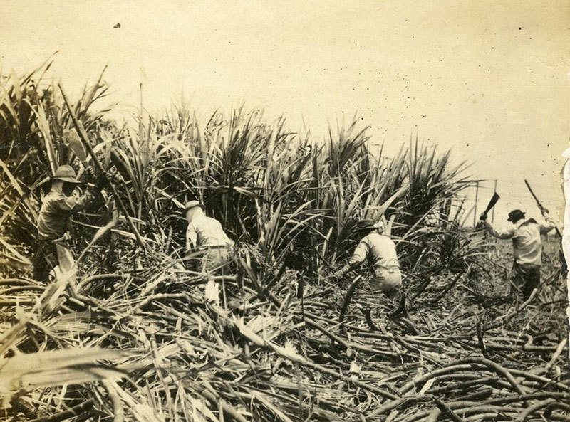 La historia de las relaciones Hawái-Estados Unidos 9 Historia de la plantación de azúcar de Hawái