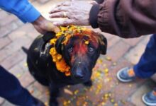 En Nepal, Cada Perro Tiene Su Día.  Literalmente.