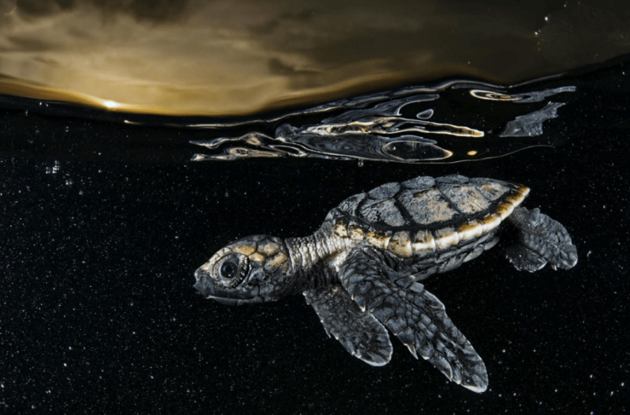 Tortuga