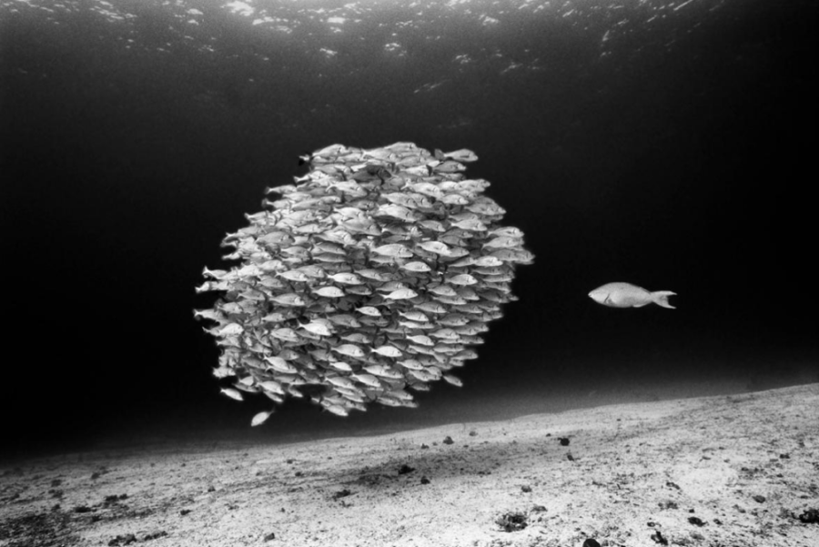 banco de peces