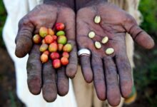 Kaldi Coffee Hands Beans