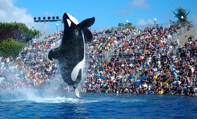Killer Whale Jump