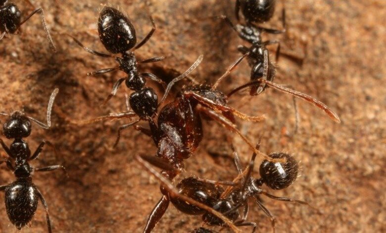 Lepisiota Ants