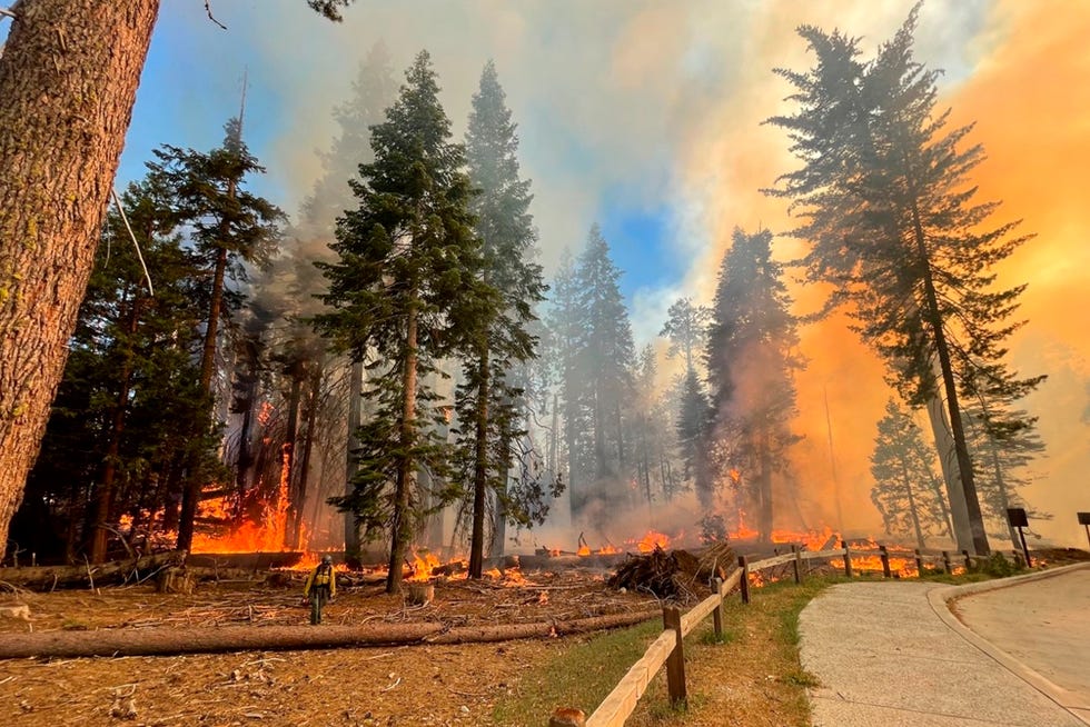 En esta imagen proporcionada por el Servicio de Parques Nacionales, un bombero camina cerca de Mariposa Grove mientras el incendio Washburn arde en el Parque Nacional Yosemite, California, el jueves 7 de julio de 2022. Una parte del Parque Nacional Yosemite ha sido cerrada debido a un incendio forestal. cerca de una arboleda de las famosas secuoyas gigantes de California, dijeron las autoridades.