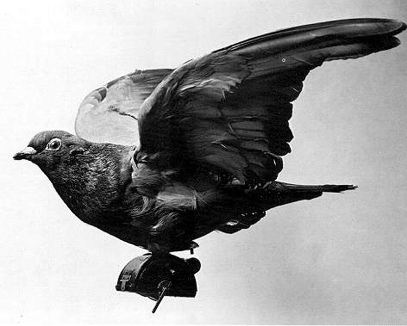 Fotógrafos de palomas del Dr. Neubronner 15 Vuelo de paloma disecada