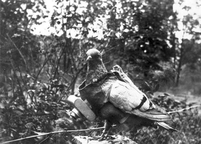 Fotógrafos de palomas del Dr. Neubronner 5 Paloma con lente de cámara de pecho