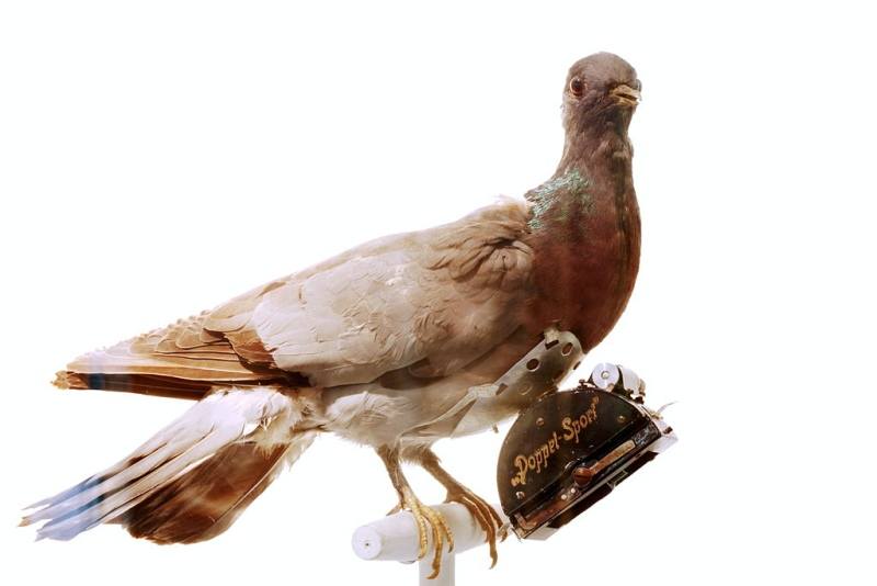 Fotógrafos de palomas del Dr. Neubronner 26 Paloma Doppel Sport Taxidermia