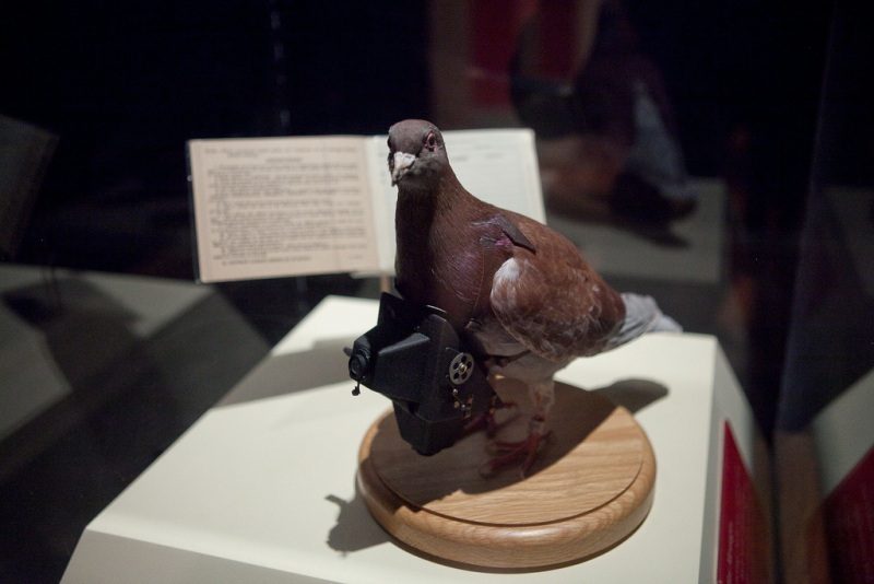 Fotógrafos de palomas del Dr. Neubronner 27 Museo Taxidermia Paloma Foto