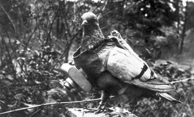 Fotógrafos de palomas del Dr. Neubronner 1 Fotógrafos de palomas del Dr. Neubronner
