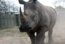 Rhino South Africa Og