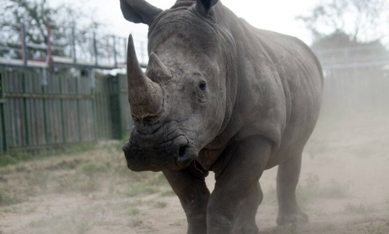 Rhino South Africa Og