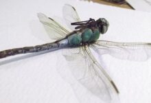 Las libélulas hembras se hacen las muertas para evitar tener relaciones sexuales, muestra un nuevo video