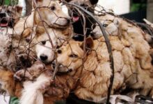 Según se informa, las ventas de carne de perro están prohibidas en el festival anual de carne de perro de China