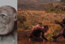 Restos prehumanos recientemente descubiertos sugieren que el homínido más antiguo vivió en Europa