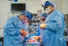 nyu scientists, pig heart transplant, heart transplants