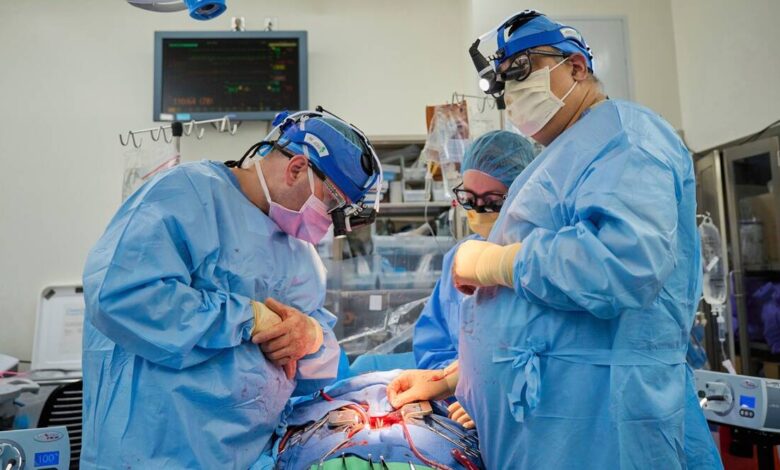 nyu scientists, pig heart transplant, heart transplants