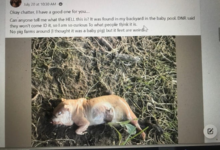 Las redes sociales en Noblesville, Indiana, especularon durante varias horas qué era esta criatura el 20 de julio. El Departamento de Recursos Naturales de Indiana dijo más tarde que era una marmota que estaba hinchada por estar sumergida en el agua.