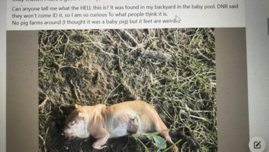 Las redes sociales en Noblesville, Indiana, especularon durante varias horas qué era esta criatura el 20 de julio. El Departamento de Recursos Naturales de Indiana dijo más tarde que era una marmota que estaba hinchada por estar sumergida en el agua.