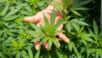 España da un paso más para permitir que las farmacias dispensen marihuana medicinal 12 Espana da un paso mas para permitir que las farmacias