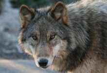 Featured Wolf Jethro Taylor