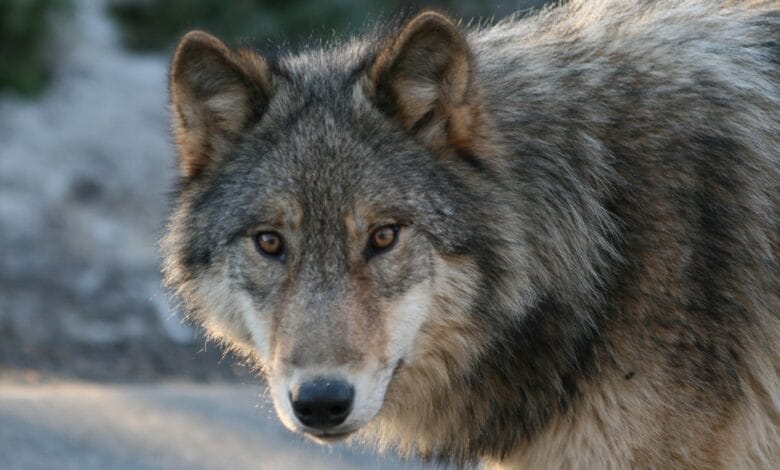 Featured Wolf Jethro Taylor
