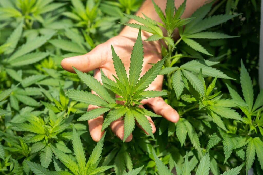 Nutrición especializada para cultivos de cannabis: Descubre los Fertilizantes Metrop 2 cultivos de cannabis