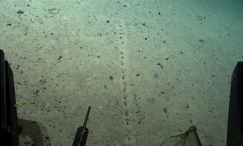 The holes appear as a closely aligned, regularly repeating pattern. Tiny piles of sediment are piled around them.