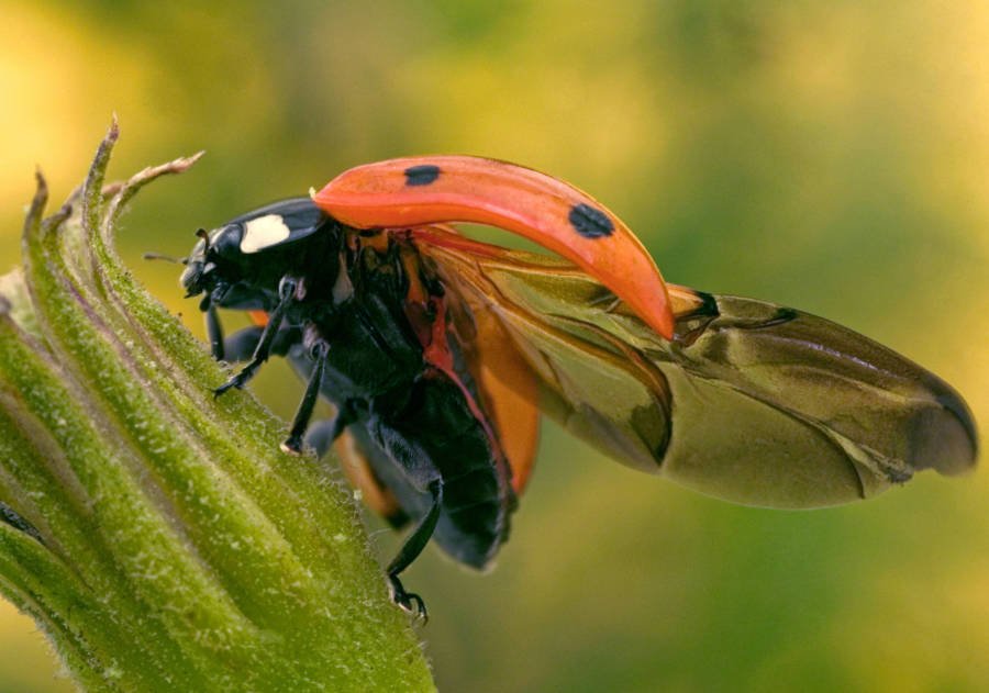 Ala plegable de Ladybug