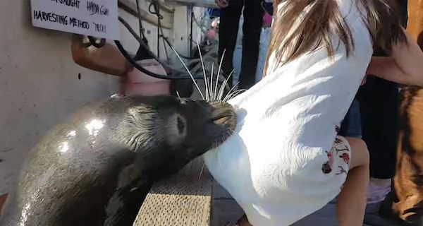 Mira este loco video de un león marino tirando de una niña al agua