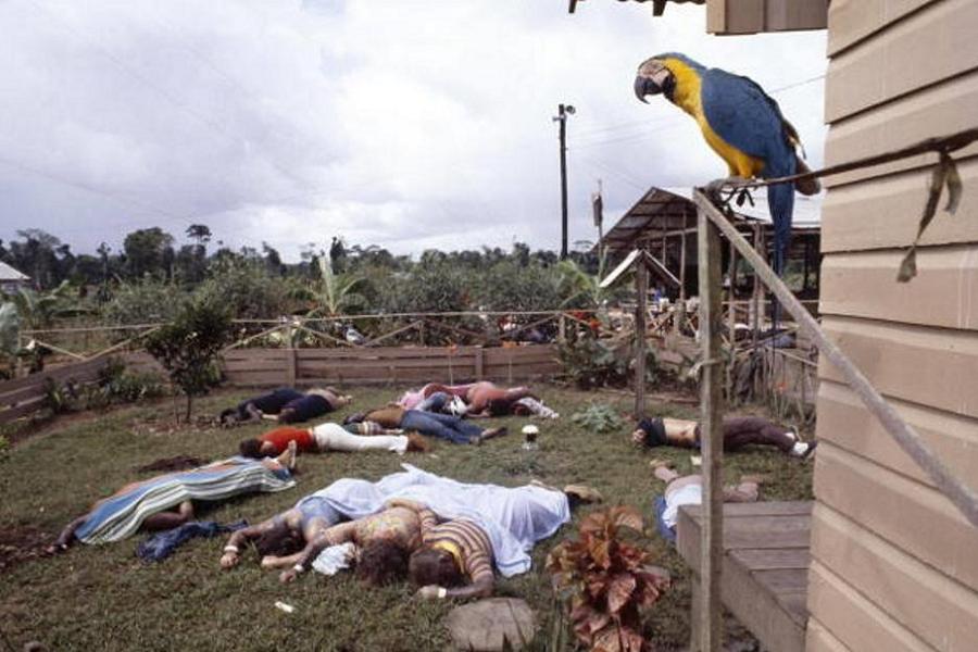 Historias trágicas Jonestown Parrot