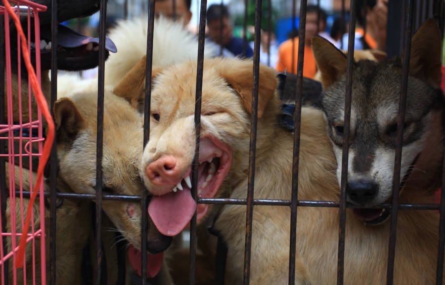 China Jaulas para perros