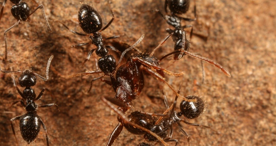 Hormigas lepisiotas