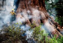 Un bombero protege una secuoya mientras el incendio Washburn arde en Mariposa Grove en el Parque Nacional Yosemite, California, el viernes 8 de julio de 2022.