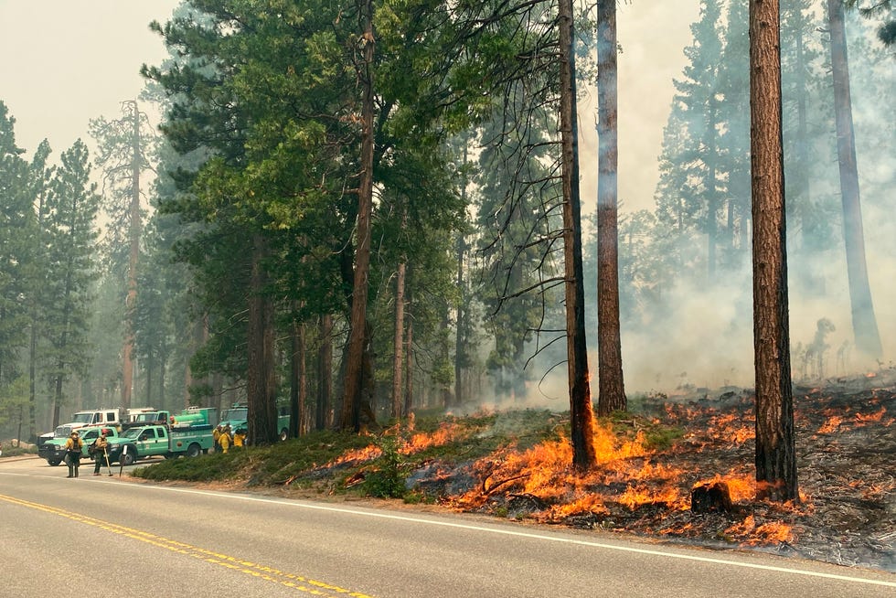 El incendio Washburn arde junto a una carretera al norte del Hotel Wawona en el Parque Nacional Yosemite, California, el lunes 11 de julio de 2022. El lunes se estaba desarrollando una ola de calor en California, pero los vientos eran suaves mientras los bomberos luchaban contra un incendio forestal que representa una amenaza. a un bosque de secuoyas gigantes y una pequeña comunidad en el Parque Nacional Yosemite.
